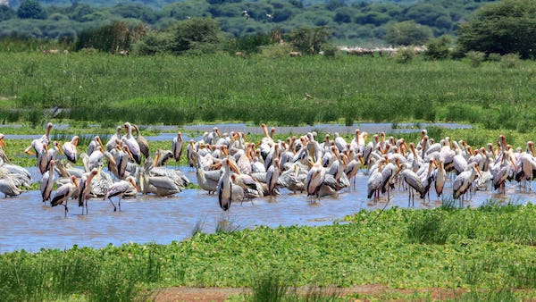 lake manyara national park nduwa tours