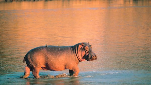 lake manyara nationala park with nduwa tours