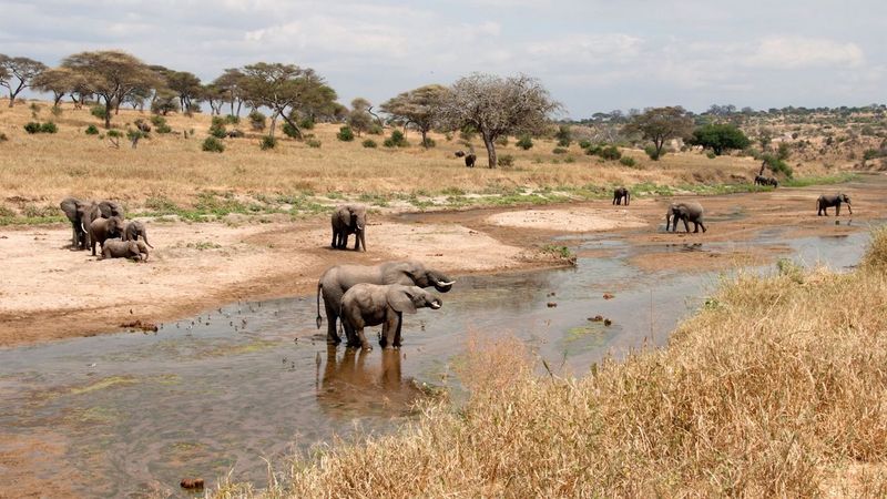 tarangire river in tarangire national park with nduwa tours