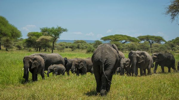 tarangire national park with nduwa tours