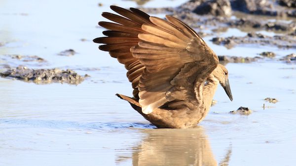 bird watching wildlife safari