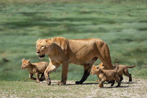 2 Days Tanzania Camping Safari Tarangire & Ngorongoro