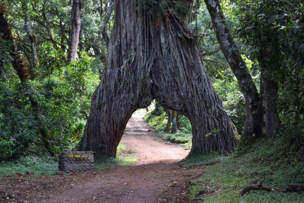 arusha national park nduwa tours