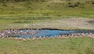 arusha nationala park flamingo with nduwa tours