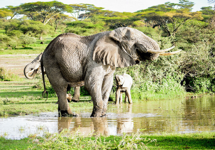 Tanzania Budget Camping Wildlife Safari