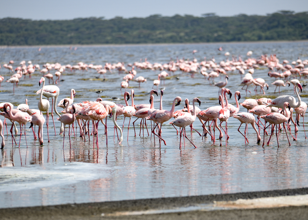 flamingo in lake manyara