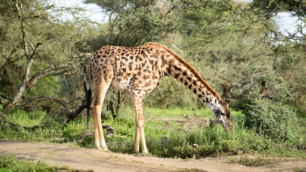 lake manyara national park