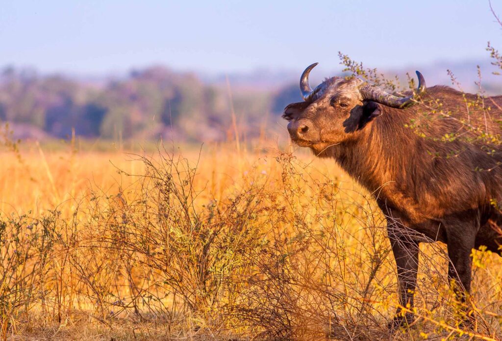 nduwa tours at katavi national park