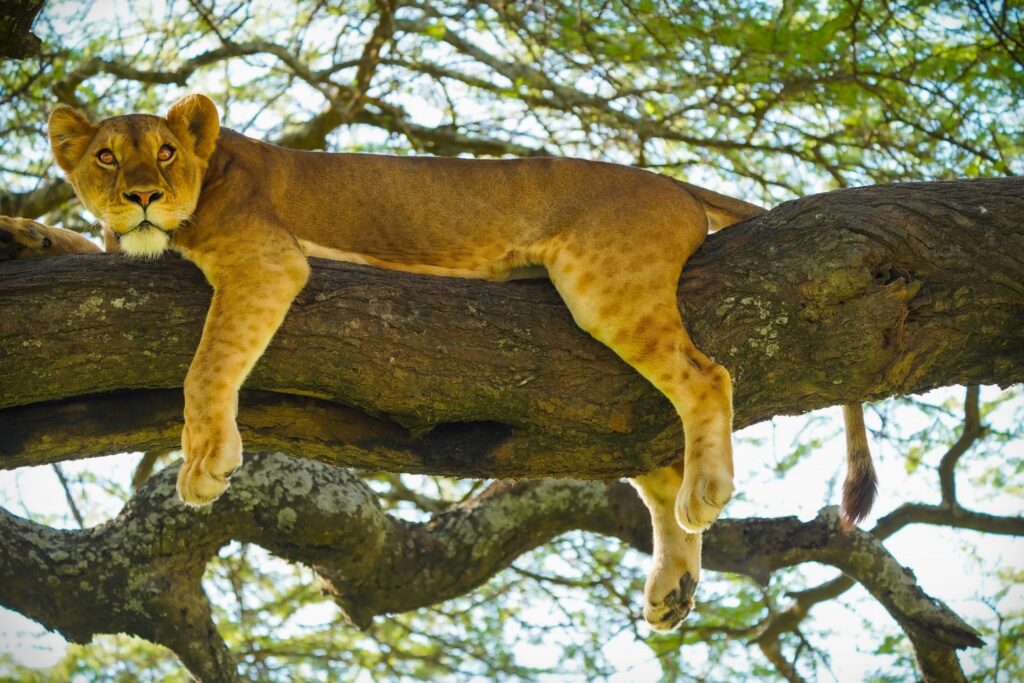 lion climbing nduwa tours