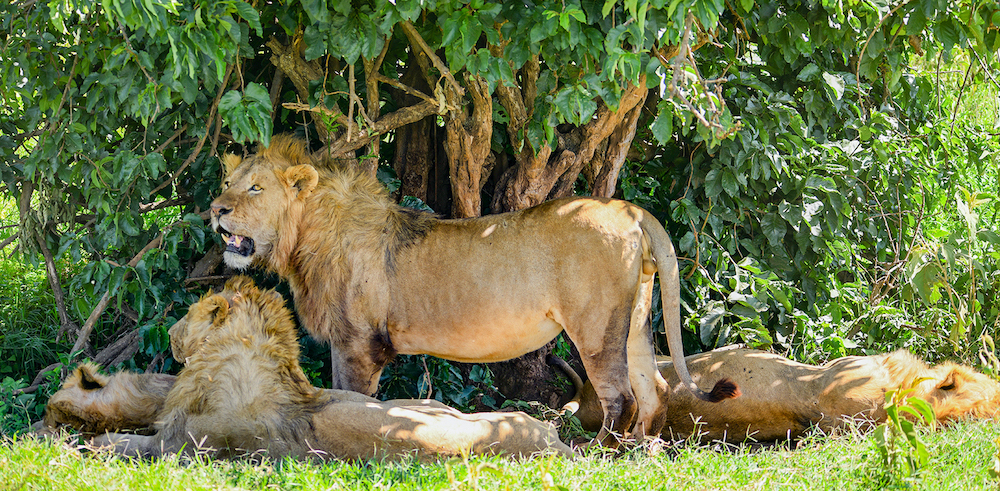 mkomazi national park nduwa tours