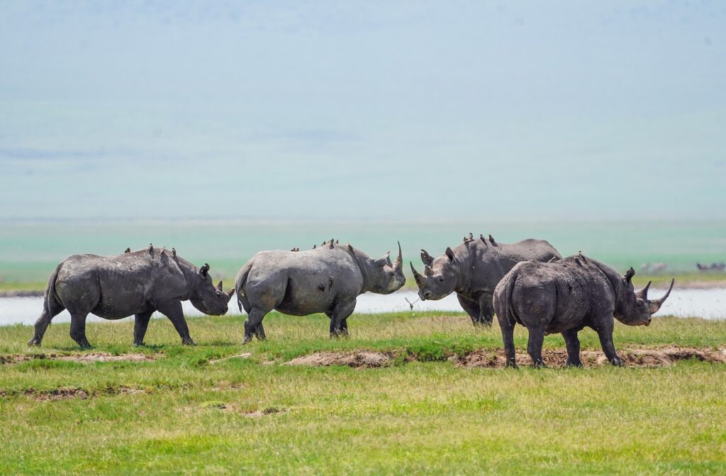 ngorongoro crater rhinos