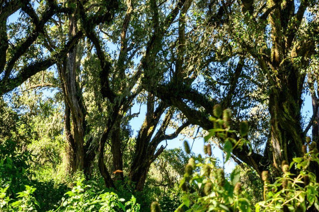 Explore Burigi-Chato National Park, a diverse and stunning park located on the shores of Lake Victoria and bordering Rwanda.