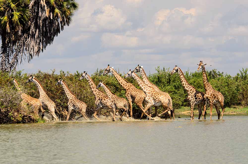 nyerere national park