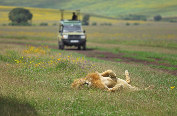 Ngorongoro Crater 8 Days Tanzania Camping Wildlife Safari Tarangire, Manyara, Lake Eyasi, Ngorongoro & Serengeti