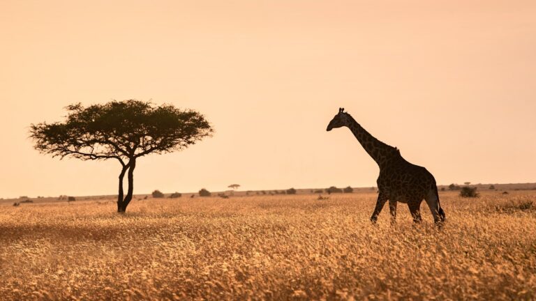 serengeti national park with nduwa tours