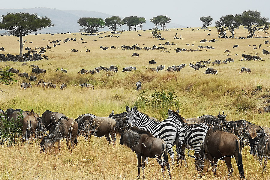 5 Days Tanzania Camping Safari Tarangire, Ngorongoro & Serengeti