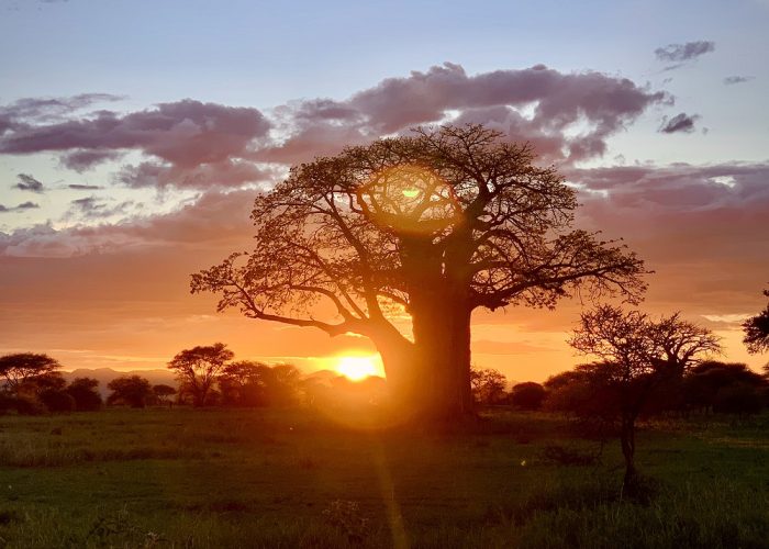 tarangire sunset