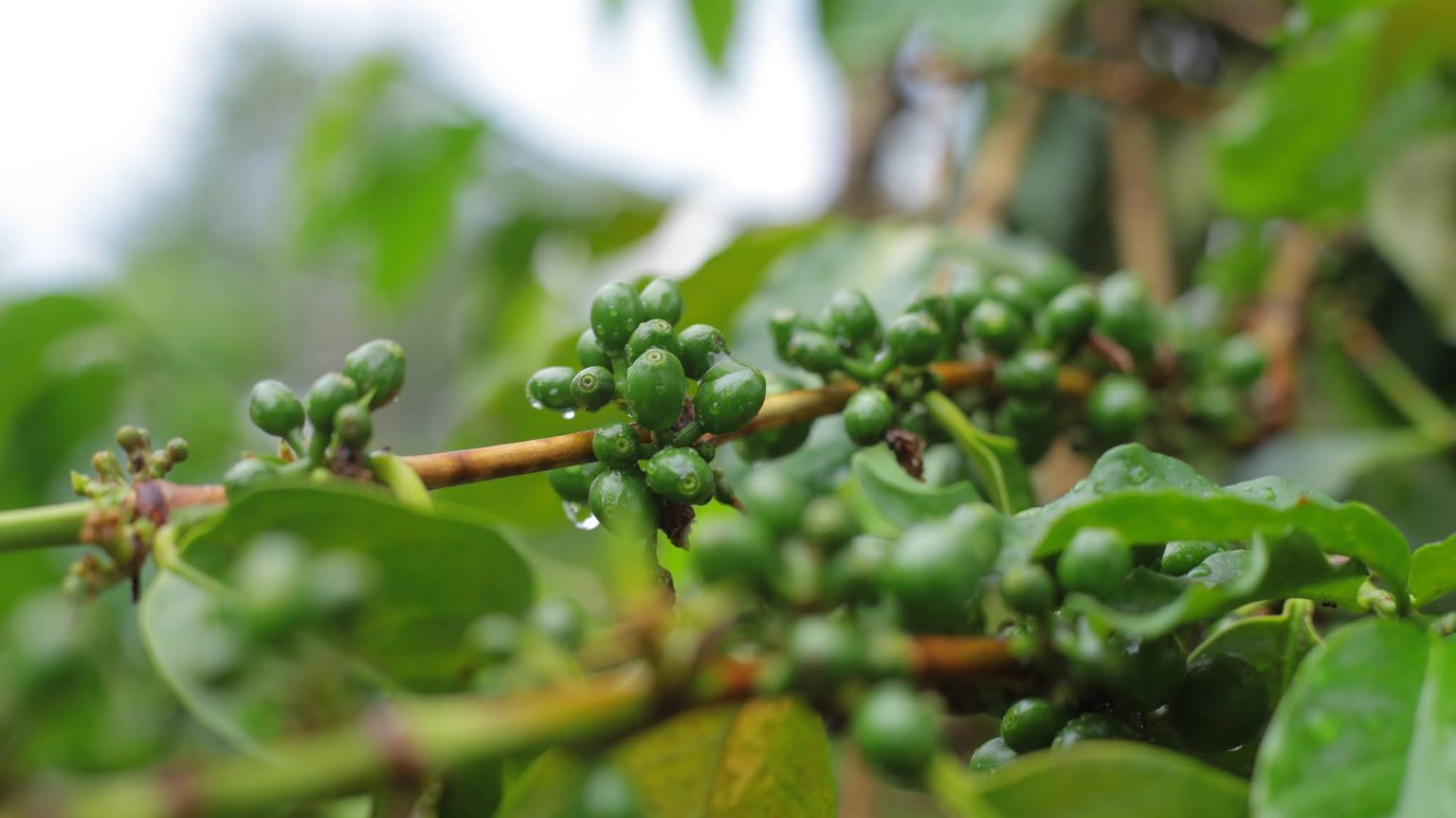 coffee tour in materuni village with nduwa tours