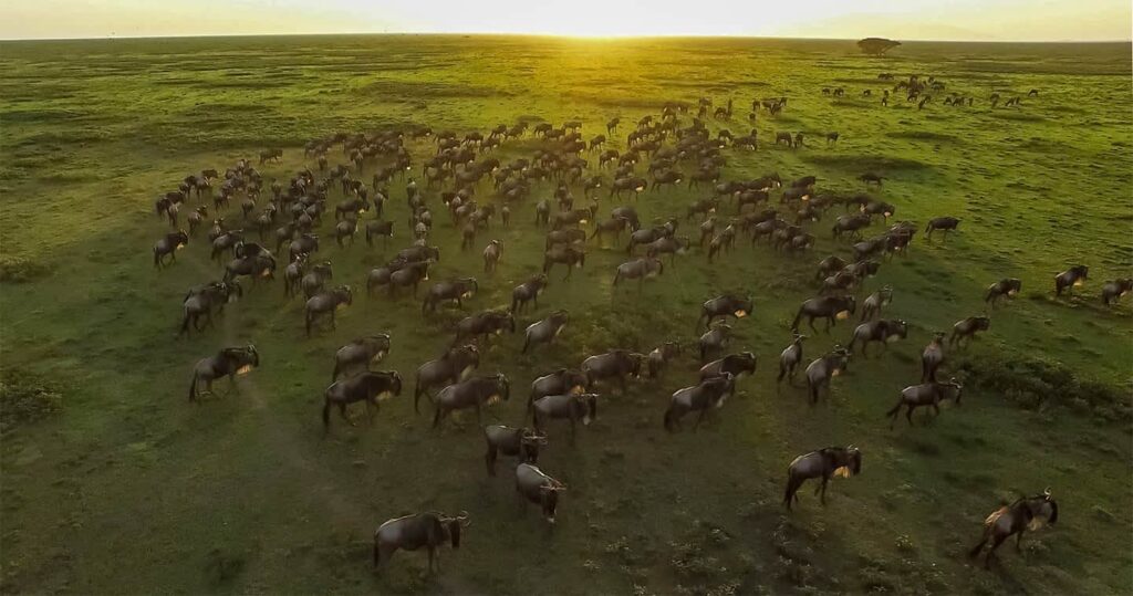 the great serengeti migration