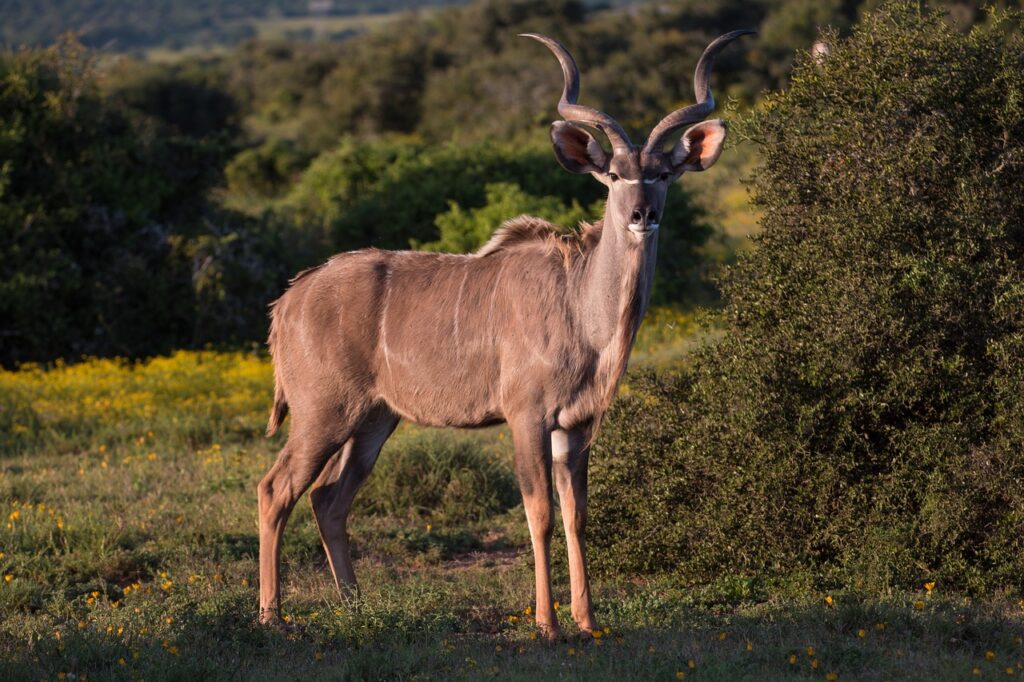 kudu, antelope, south africa-5069290.jpg