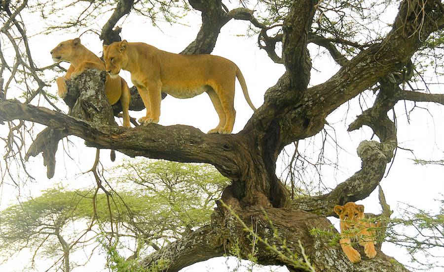 lake manyara climbing tree lion nduwa