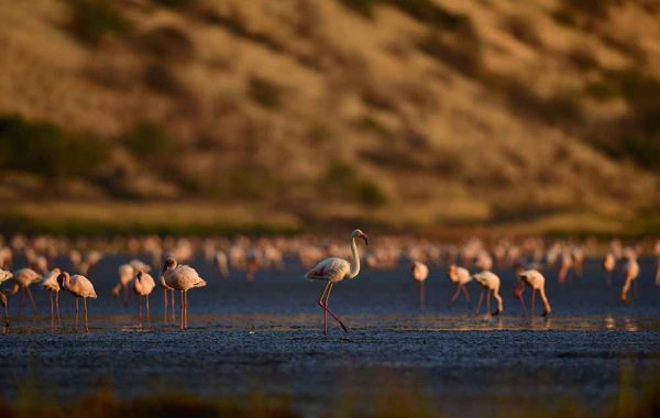 lake natron mount oldoinyo lengai and nduwa tours