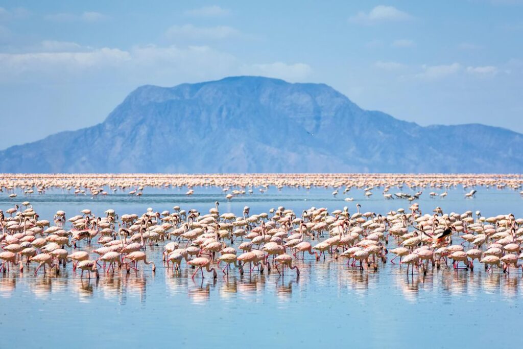 11 Days Tanzania Camping Safari Tarangire, Manyara, Mto WA Mbu, Lake Eyasi, Lake Natron, Ngorongoro & Serengeti