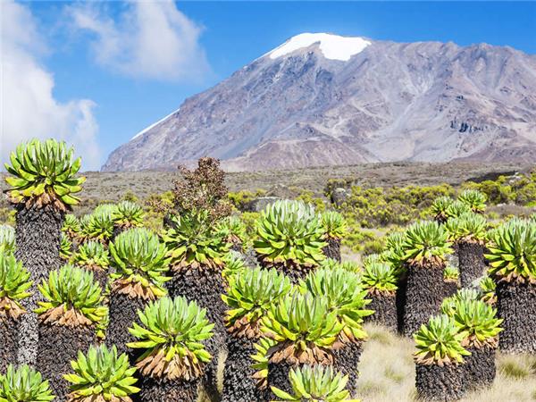 9 Days Lemosho Route Mount Kilimanjaro Climbing