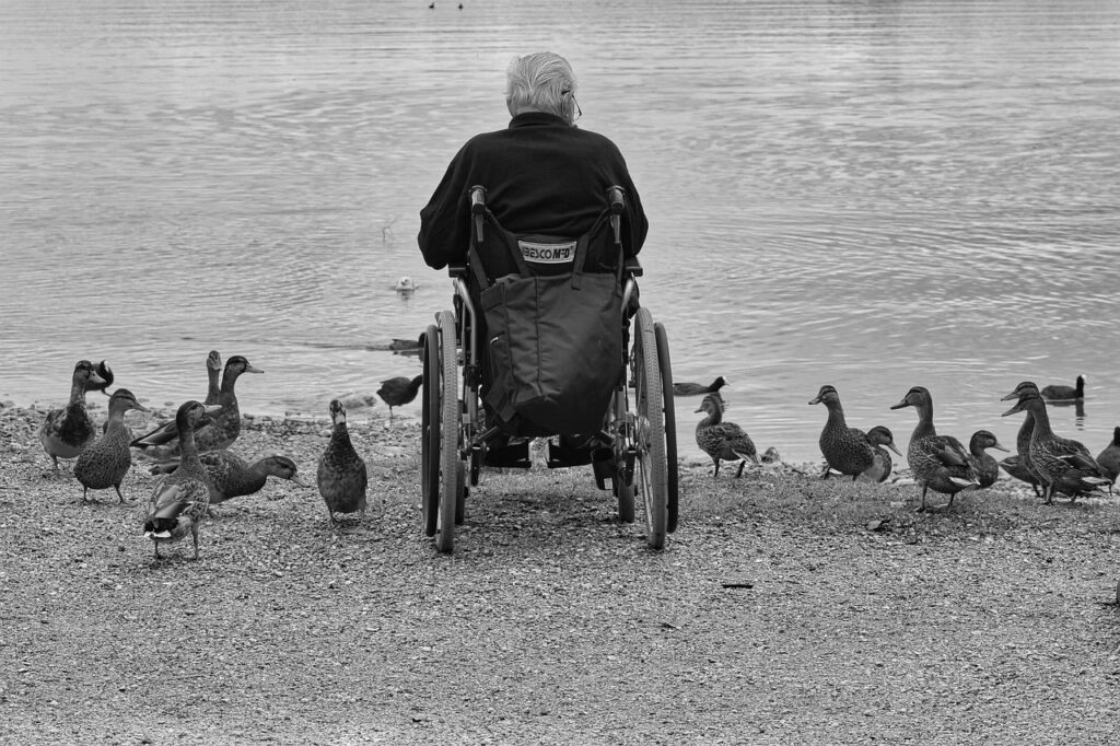 man, wheelchair, ducks-5579711.jpg