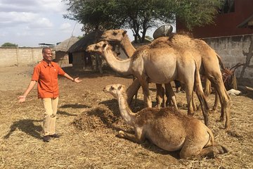 camel in meserani