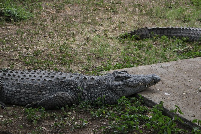 crocodiles in meserani