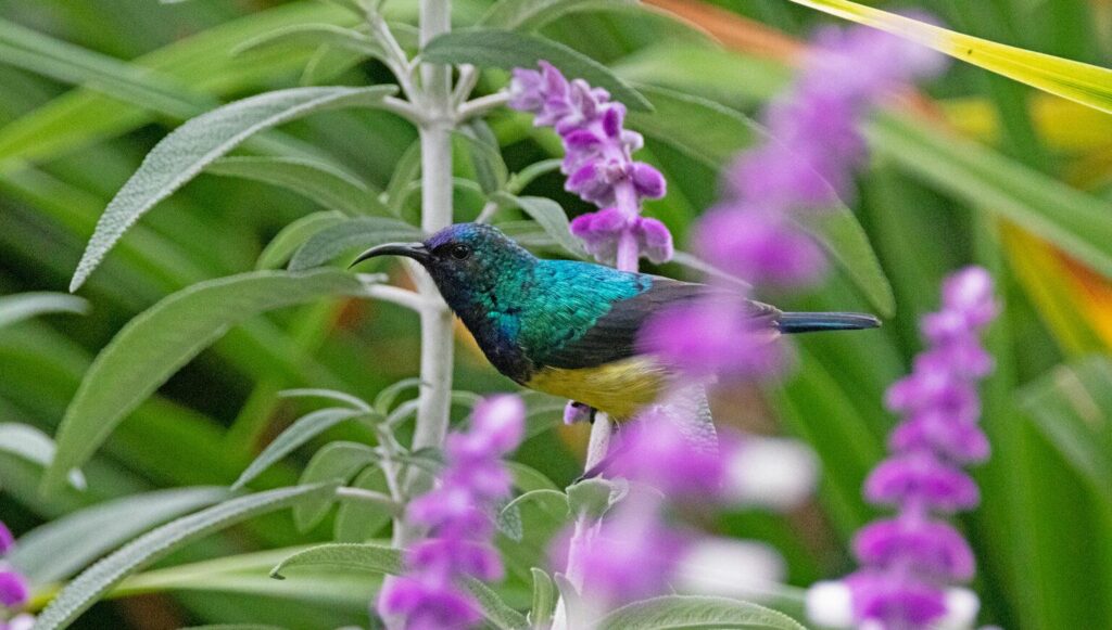 bird watching wildlife safari