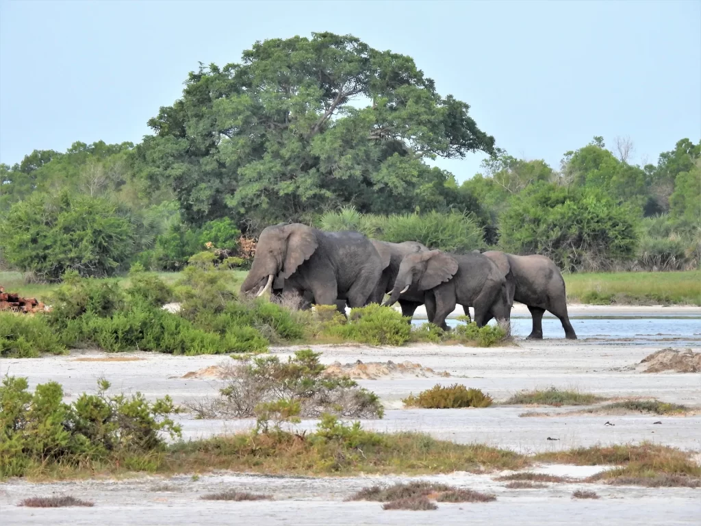 nduwa tours in saadani national park