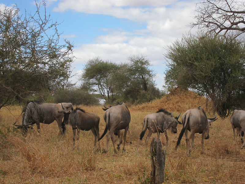 mkomazi national park