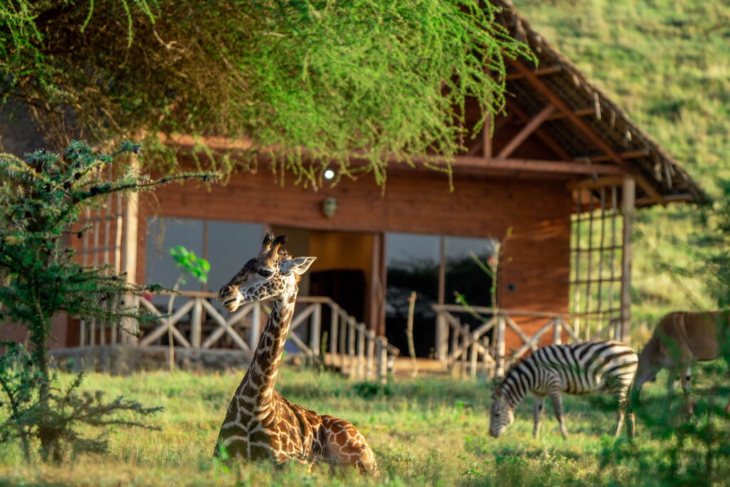 serval wildlife tours with nduwa tours