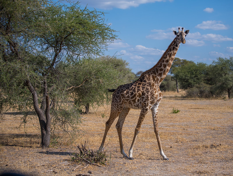 tarangire national park nduwa tours