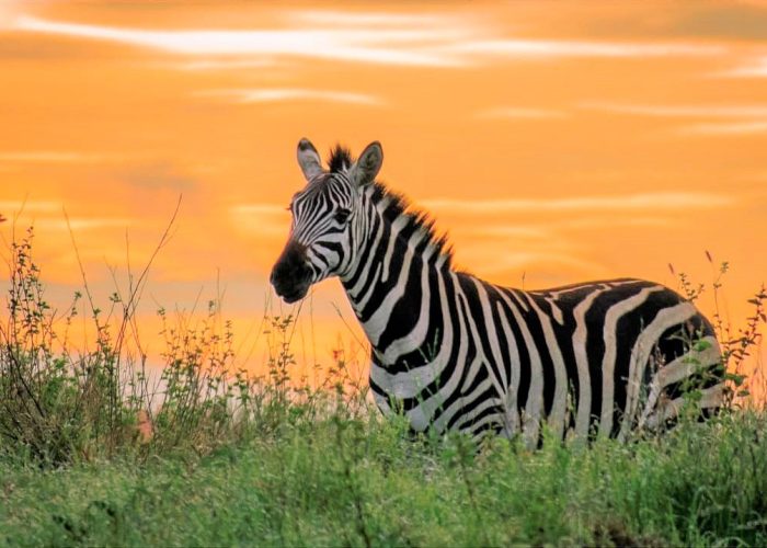 zebra in mkomazi