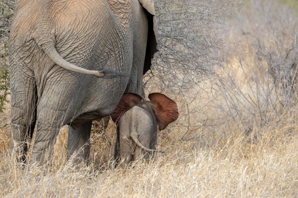 africa, elephant, baby elephant-7605276.jpg
