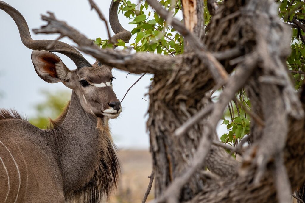 animal, africa, kudu-4965493.jpg