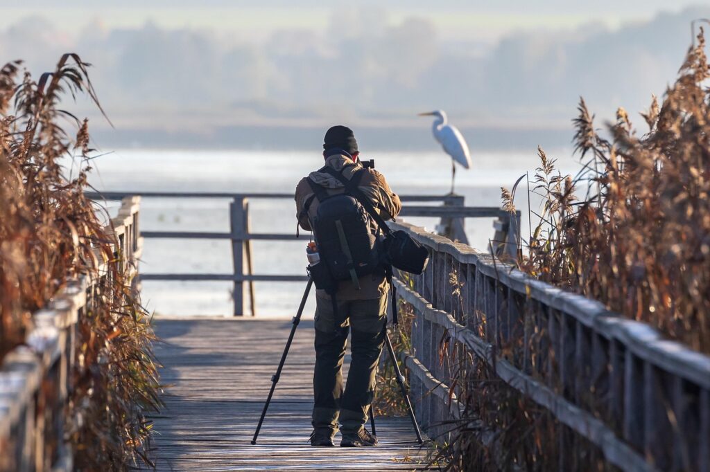 bird, heron, great egret-3772889.jpg