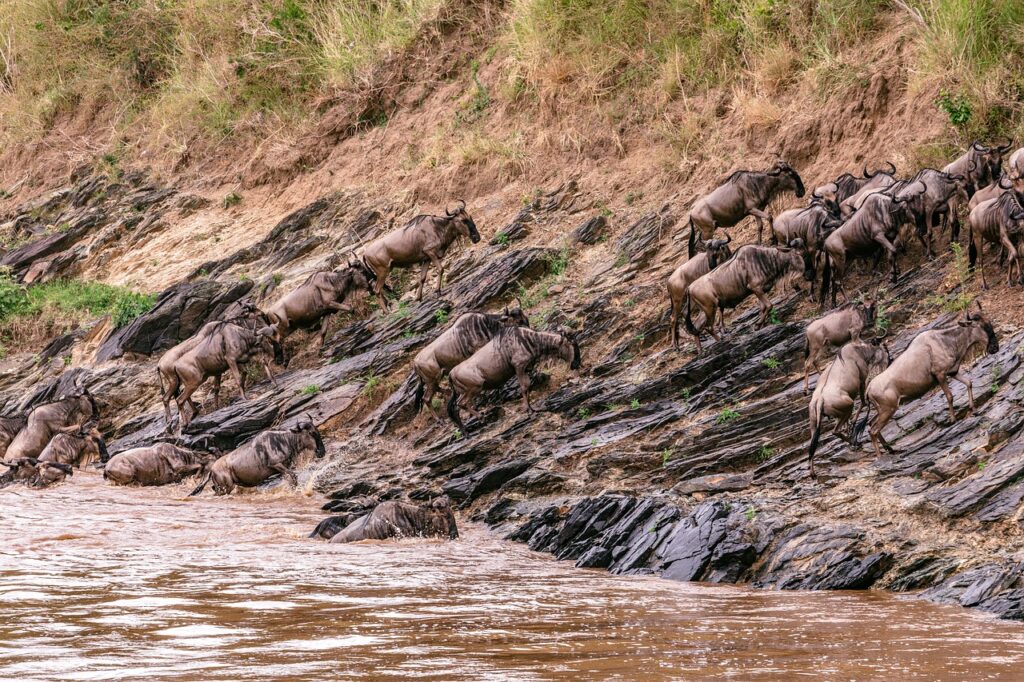 blue wildebeests, wildebeests, river-7416196.jpg