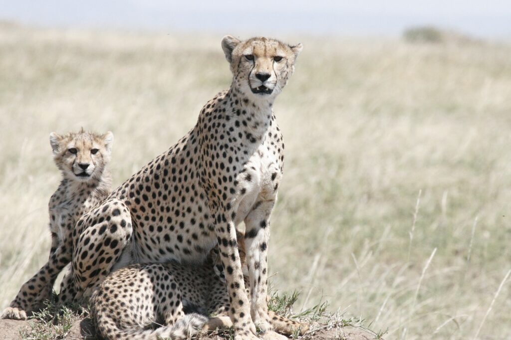cheetah, cheetah mother, cheetah cub-3424526.jpg