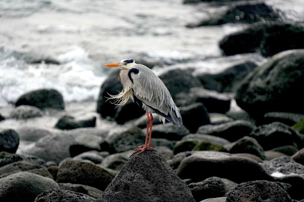 12 Days Luxury Birding Watching Safari in Northern Tanzania