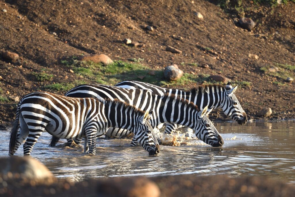 serengeti wildebeest mara river crossing to maasai mara with nduwa tours