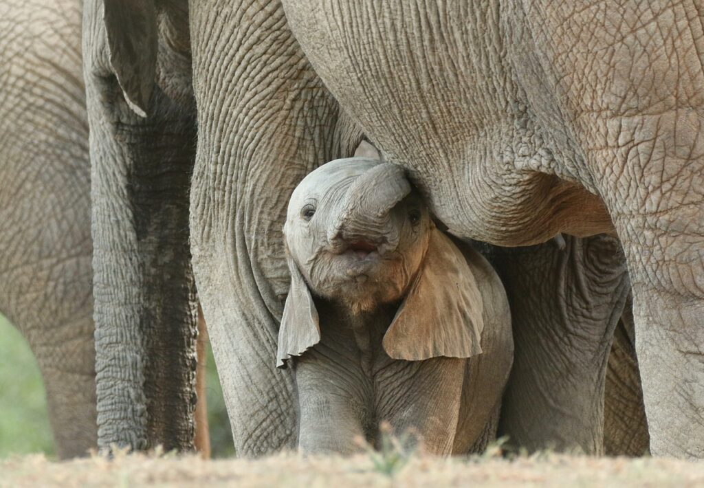 elephants, baby elephant, safari-6176590.jpg