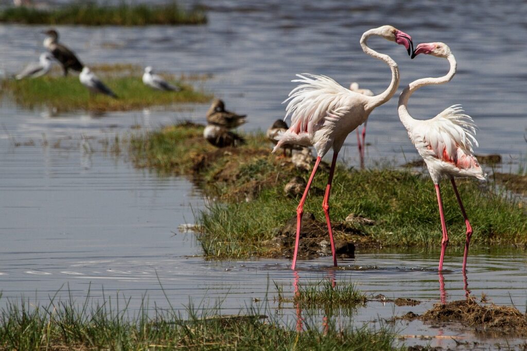 flamingos, birds, water bird-279991.jpg