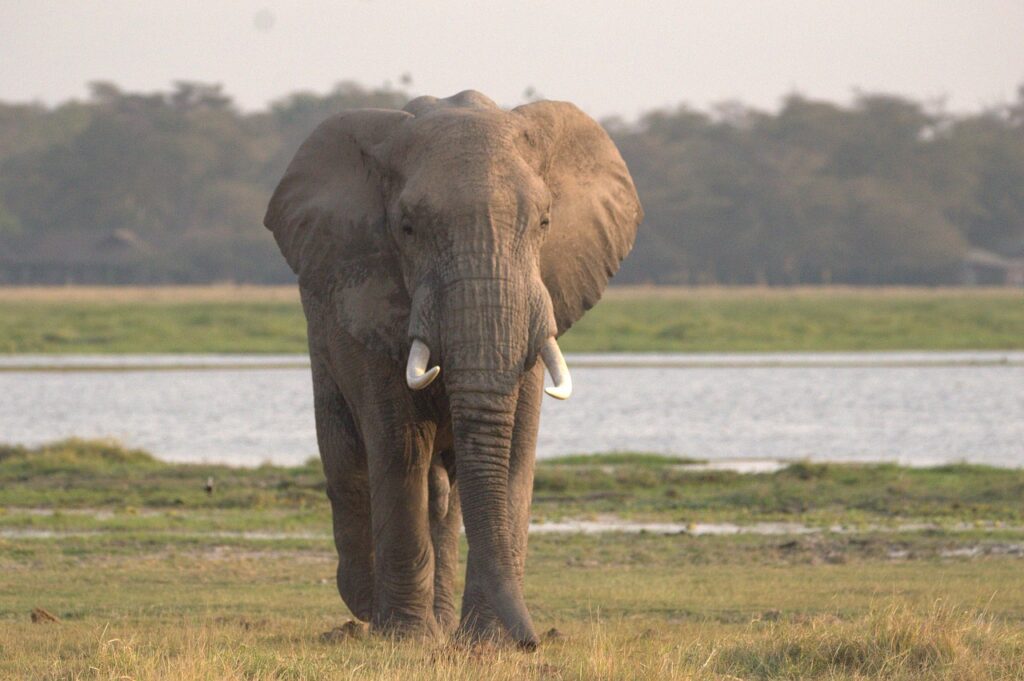 serengeti wildebeest mara river crossing to maasai mara with nduwa tours