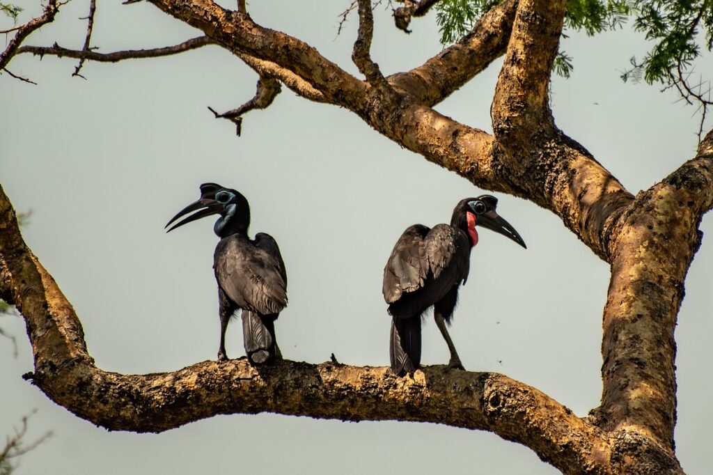 tanzania bird watching safris