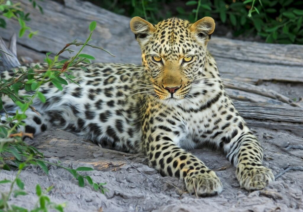 leopard, mammal, big cat-515508.jpg