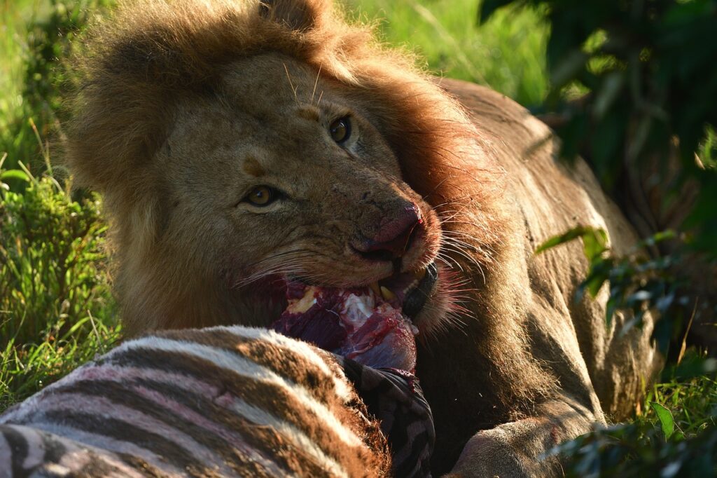 serengeti wildebeest mara river crossing to maasai mara with nduwa tours